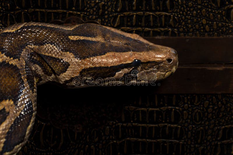 Close-Up Ular Python di Latar Belakang Kulit