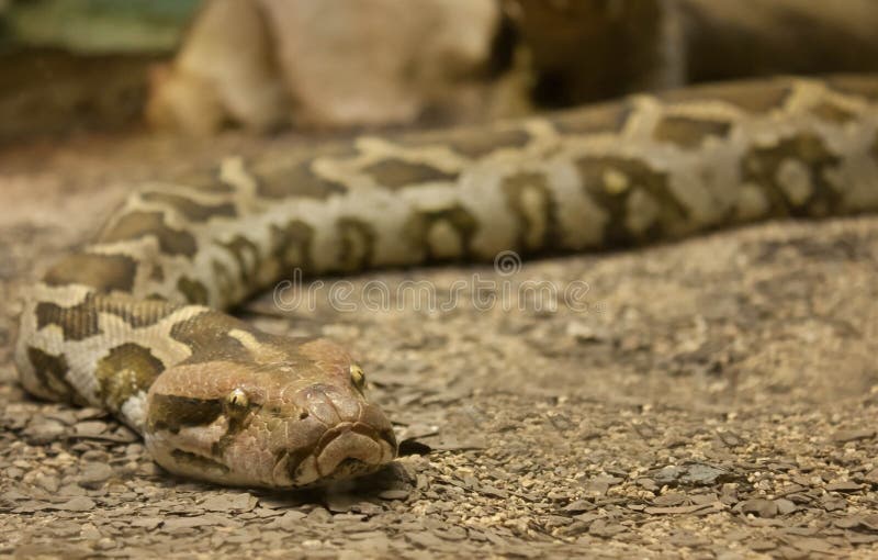Close-up ular Python. Ular merayap ke arah kamera di tanah.