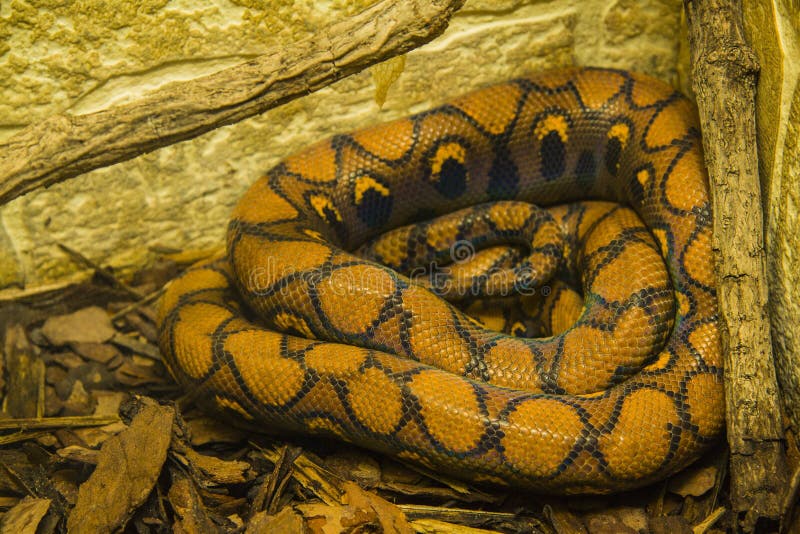 Ular Python yang sedang tidur, close-up di kebun binatang