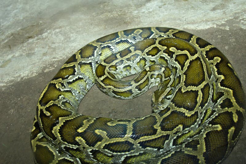 Dijuluki Ular Bunga, ini adalah colubrid berukuran besar yang termasuk dalam Coluber.