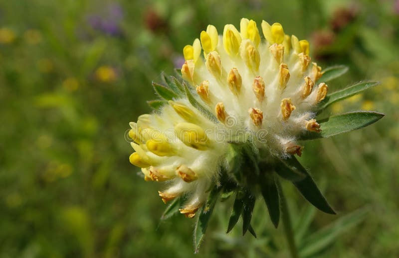Ulcer Wound Healing - Plant Flower Stock Photo - Image of ukraine, stem ...