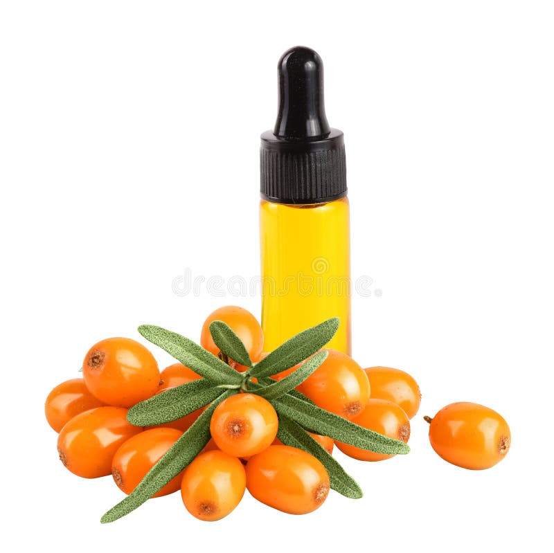 Ulei de cătină marină într-o sticlă. boabe coapte proaspete, cu frunze izolate pe fond alb stock image