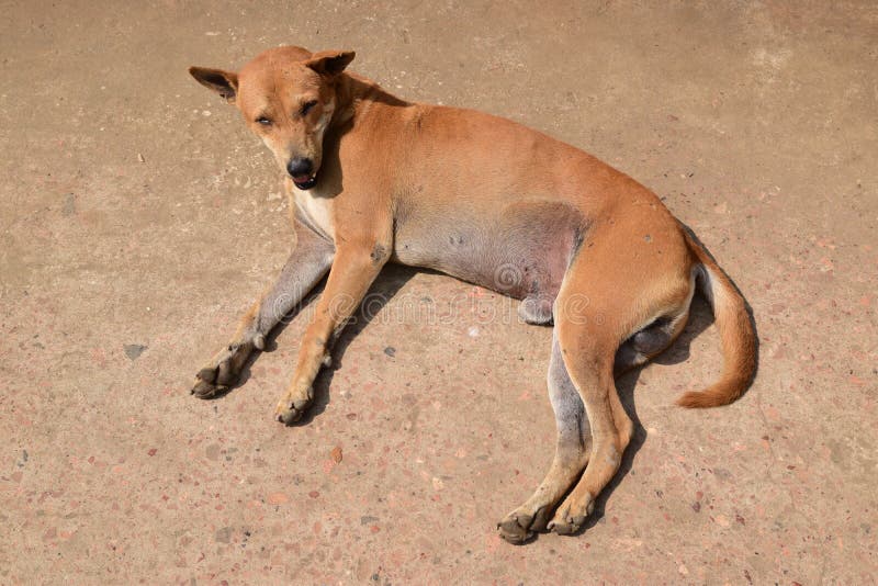 A brown street dog resting in Myanmar. A survey by the World Health Organization in 2003 gave an estimate of approximately 3.48 million dogs in the country consisting mainly stray dogs of which less than 1% is vaccinated. A brown street dog resting in Myanmar. A survey by the World Health Organization in 2003 gave an estimate of approximately 3.48 million dogs in the country consisting mainly stray dogs of which less than 1% is vaccinated.