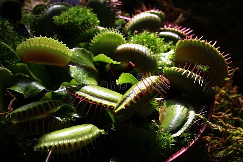 Ulistnienie Wenus Flytrap mięsożerna roślina, łaciński imię Dionaea Muscipula w popołudniowym świetle słonecznym obrazy stock