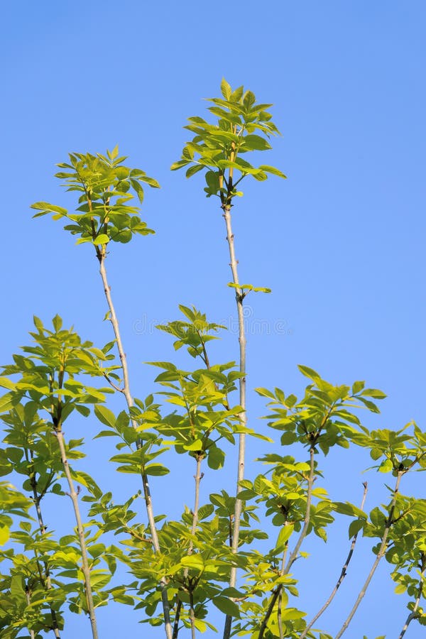 Ulmus pumila