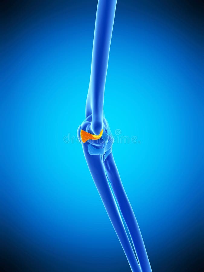 The ulnar collateral ligament royalty free illustration