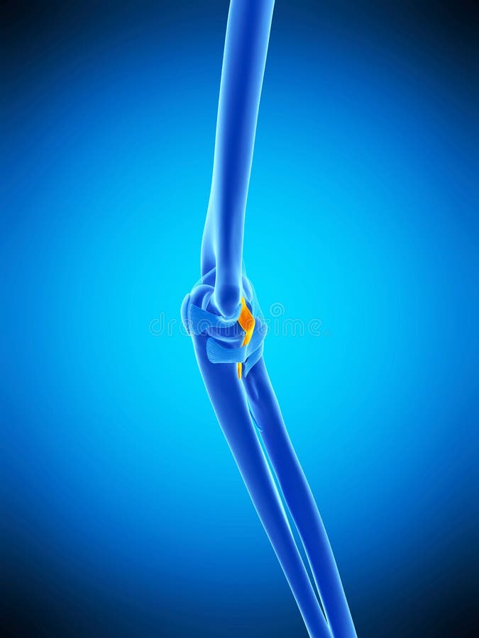 The ulnar collateral ligament vector illustration