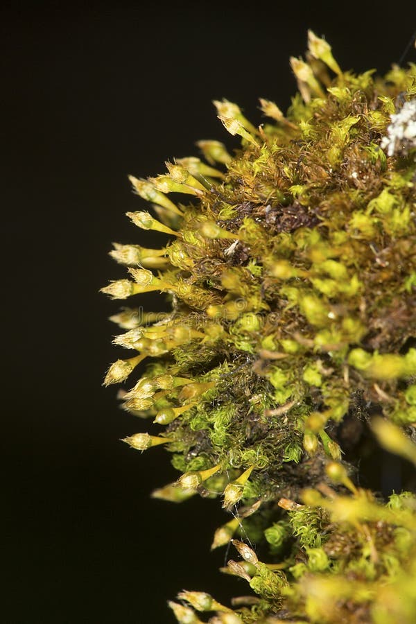 https://www.dreamstime.com/stock-photo-ulota-moss-growing-bark-newbury-new-hampshire-crispa-moist-woods-mount-sunapee-state-park-image95926720