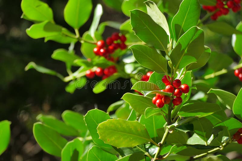 Støt juni Emotion Bush Red Berries Green Spiky Leaves Stock Photos - Free & Royalty-Free  Stock Photos from Dreamstime