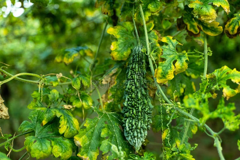 The Ultimate Growing Bitter Gourd Stock Image Image of bitter, green