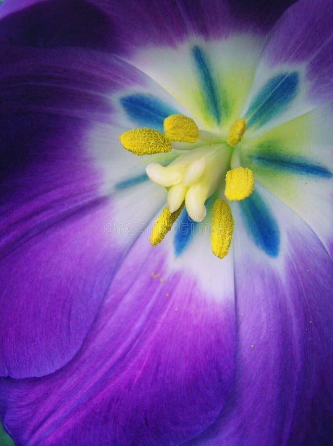 Ultra Bright Multi Colored Tulip royalty free stock photography Ultra Bright Multi Colored Tulip royalty free stock photography