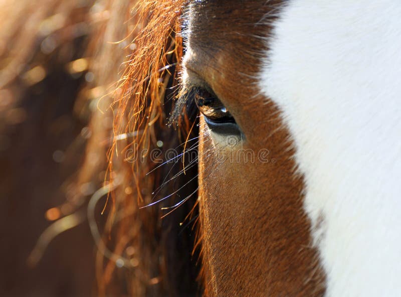 Closeup gentle soft eyes and mane of chestnut horse pet in sunset