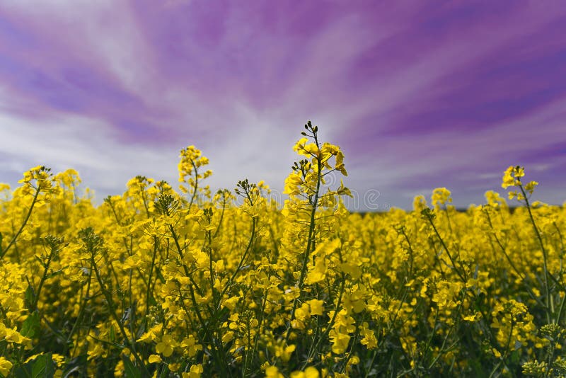Ultraviolett himmel över bygden arkivbild Ultraviolett himmel över bygden arkivbild