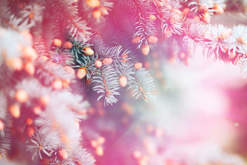 Ultraviolette purpere natuurlijke geweven achtergrond in Kleur van het Jaar 2018 Blauwe nette Kerstboomtakken duotoned, samenvatt royalty-vrije stock afbeeldingen Ultraviolette purpere natuurlijke geweven achtergrond in Kleur van het Jaar 2018 Blauwe nette Kerstboomtakken duotoned, samenvatt royalty-vrije stock afbeeldingen