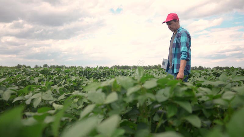 Um agricultor anda por um campo de soja estilo de vida. conceito de empresa agrícola. fazendeiro caminha entre as filas de