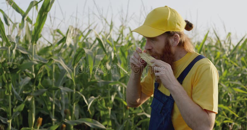 Um agricultor num campo de milho