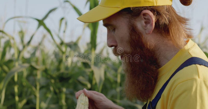 Um agricultor num campo de milho