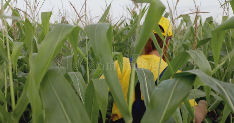 Um agricultor num campo de milho