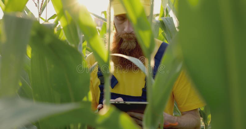 Um agricultor num campo de milho