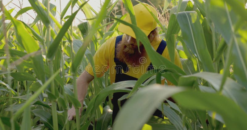 Um agricultor num campo de milho