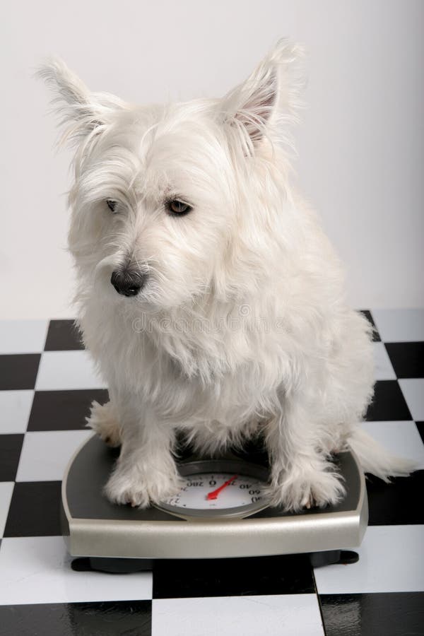 West Highland Terrier standing on a scale. West Highland Terrier standing on a scale