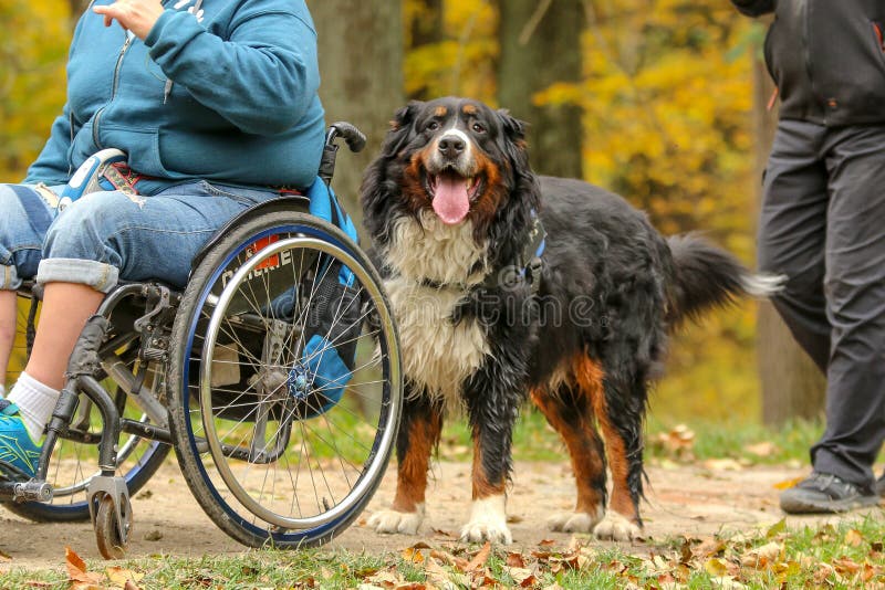 Um apoio para os enfermos - um cão foto de stock Um apoio para os enfermos - um cão foto de stock