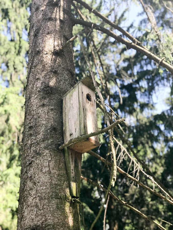Um aviário de madeira pequeno, uma casa para pássaros das pranchas da suspensão feito a si próprio altamente em um pinheiro na fl fotos de stock Um aviário de madeira pequeno, uma casa para pássaros das pranchas da suspensão feito a si próprio altamente em um pinheiro na fl fotos de stock