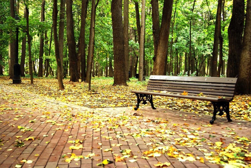 Banco Vazio Solitario Dentro De Uma Floresta Verde Foto De Stock Imagem De Floresta Banco 44576228