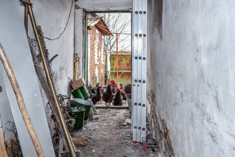 Posição Do Galo Das Aves Domésticas E Gritar Imagem de Stock - Imagem de  colorido, doméstico: 73204213