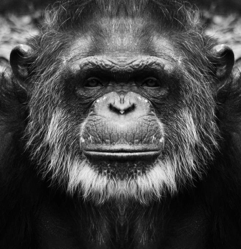 Retrato De Um Jovem Macaco Branco Abrindo a Boca. Imagem de Stock - Imagem  de abertura, cabelo: 192332479