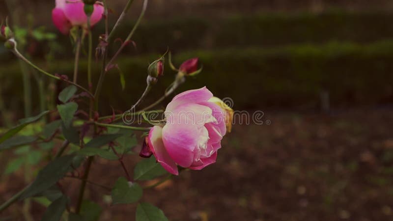 Um botão rosa fresco num ramo de rosas num jardim da primavera. vídeo de flores