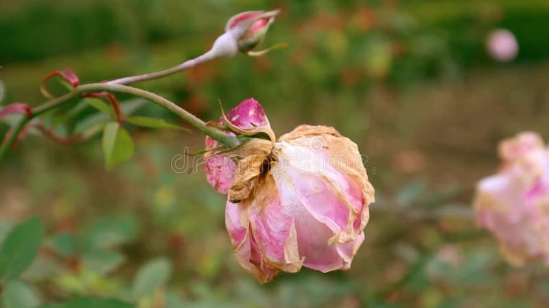 Um botão rosa fresco num ramo de rosas num jardim da primavera. vídeo de flores