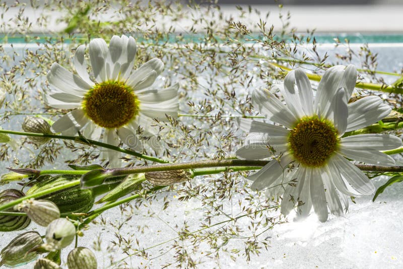 Um buquê de margaridas e lâminas de grama sobre fundo de vidro com gotículas d'água. belo e delicado fundo floral transparente