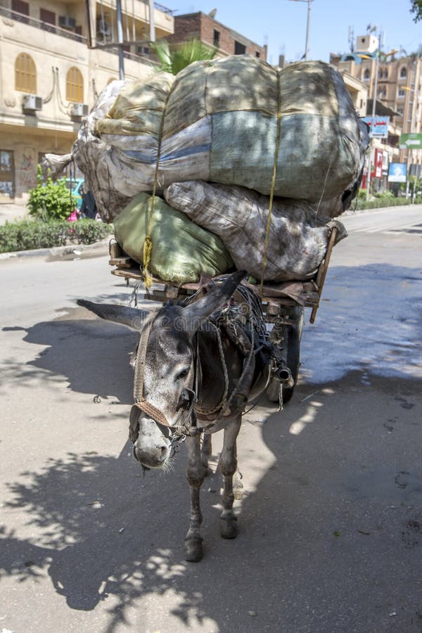 Pedalando, Deixou de ser burro de carga para ser uma roquei…