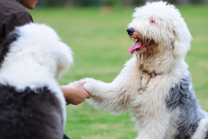 Cão Pastor Inglês Velho Preto E Branco Que Encontra-se Na Parte Inferior  Das Etapas Imagem de Stock - Imagem de aberto, rabisco: 87243909