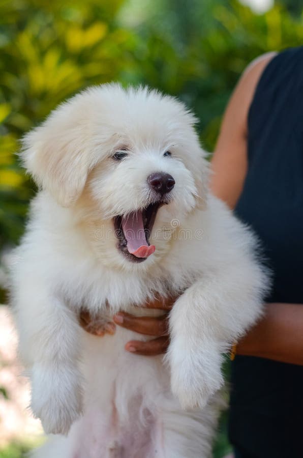 Um cachorrinho adorável de Terrier tibetano imagens de stock Um cachorrinho adorável de Terrier tibetano imagens de stock