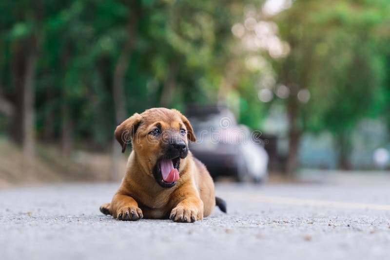 Um cachorrinho bonito de Brown da borda da estrada que boceja foto de stock Um cachorrinho bonito de Brown da borda da estrada que boceja foto de stock