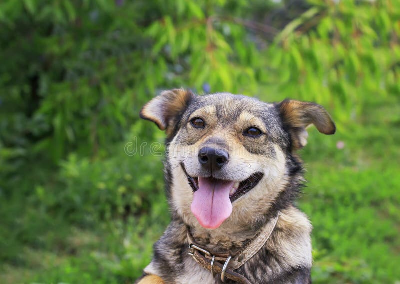 Um cachorrinho marrom bonito que espreita para fora no jardim em um fundo de imagens de stock Um cachorrinho marrom bonito que espreita para fora no jardim em um fundo de imagens de stock