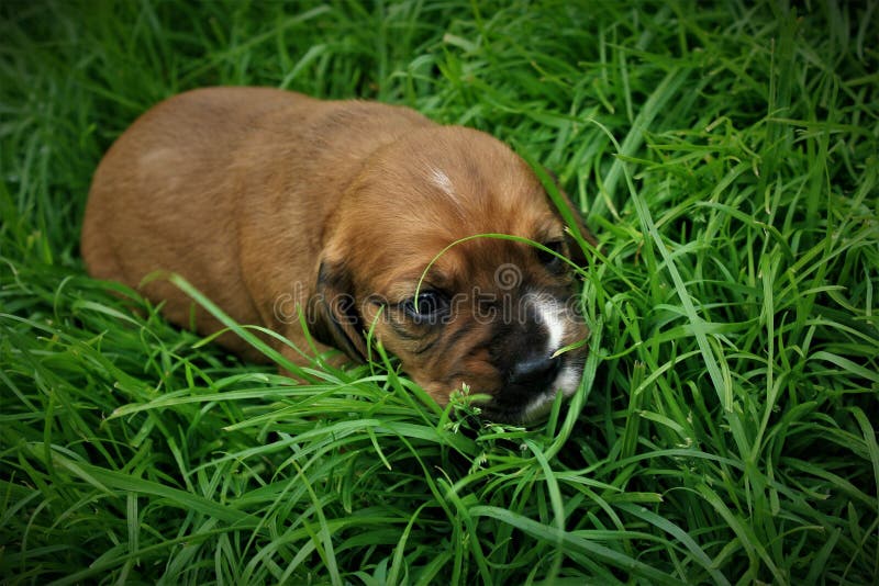 Um cachorrinho pequeno na grama imagens de stock Um cachorrinho pequeno na grama imagens de stock