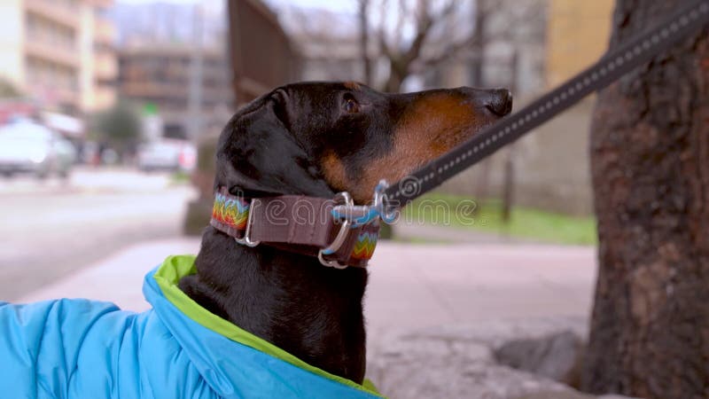 Um cachorro-dachshund descansa e não quer deixar a caminhada
