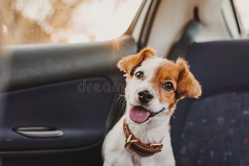 um cachorro giro e giro de jack no carro no pôr do sol Pronto para viajar Viajar com o conceito de animais de estimação Luz trase imagens de stock royalty free um cachorro giro e giro de jack no carro no pôr do sol Pronto para viajar Viajar com o conceito de animais de estimação Luz trase imagens de stock royalty free