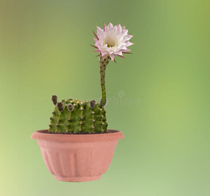 Cacto Do Lírio De Páscoa Com Flores Imagem de Stock - Imagem de fundo,  planta: 83355961