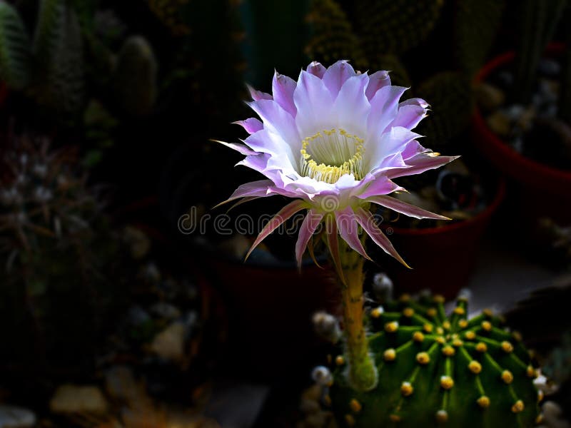 Cacto Do Lírio De Páscoa Com Flores Imagem de Stock - Imagem de fundo,  planta: 83355961