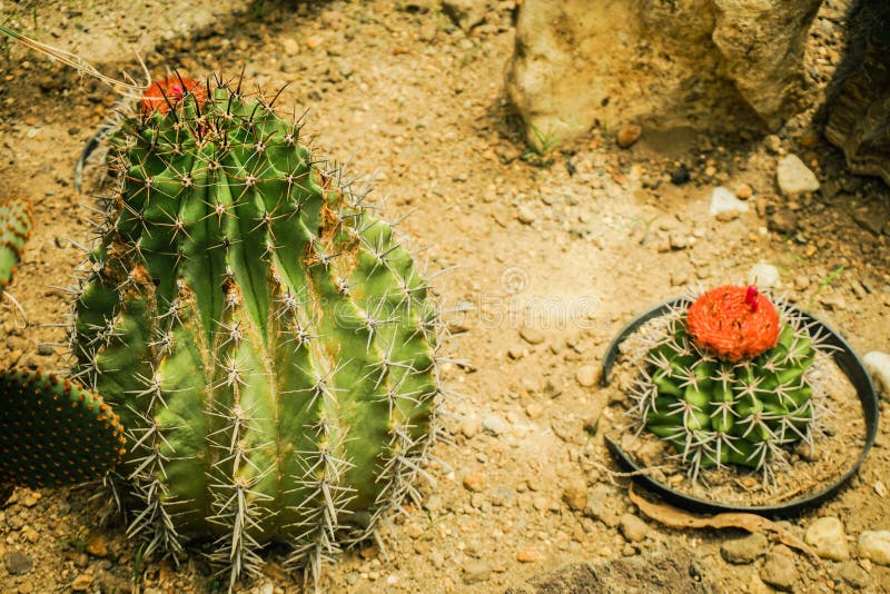 Um Cacto Pequeno Arredondado Com Forma E Ponto Do Tambor Com Flor Vermelha  Da Flor Em Superior - Foto Bogor Foto de Stock - Imagem de agulha, cactos:  138404370
