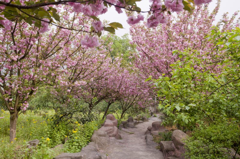 A pathway through cherry blossom beautiful pink cherry blossoms in spring time. A pathway through cherry blossom beautiful pink cherry blossoms in spring time.