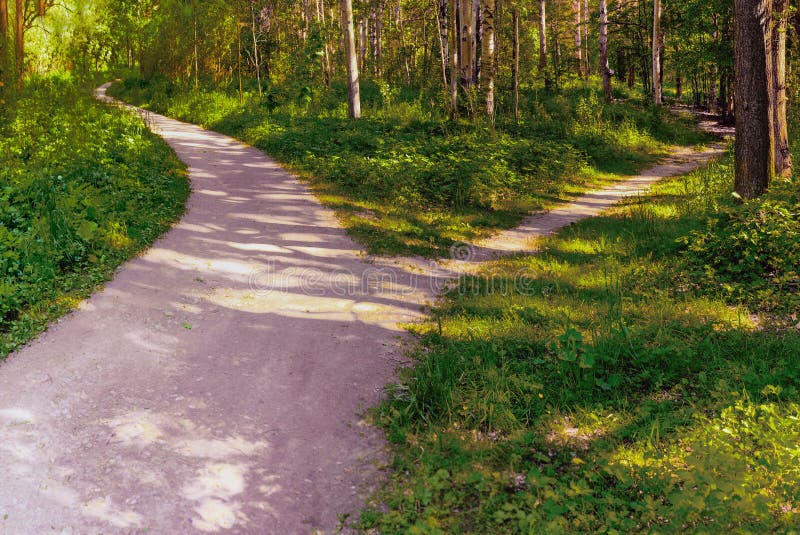 Um caminho estreito se ramifica de uma trilha larga no parque deixando em outra direção. paisagem conceitual de verão