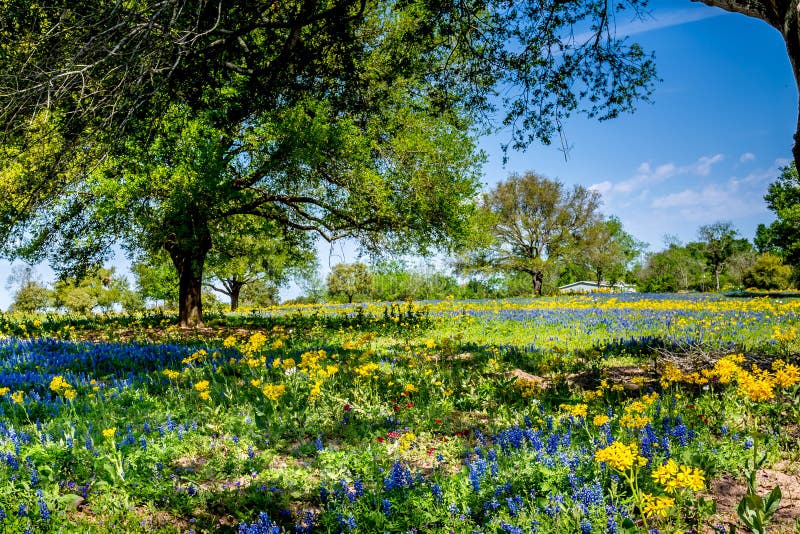 Um campo bonito coberto com vário Texas Wildflowers fotos de stock Um campo bonito coberto com vário Texas Wildflowers fotos de stock