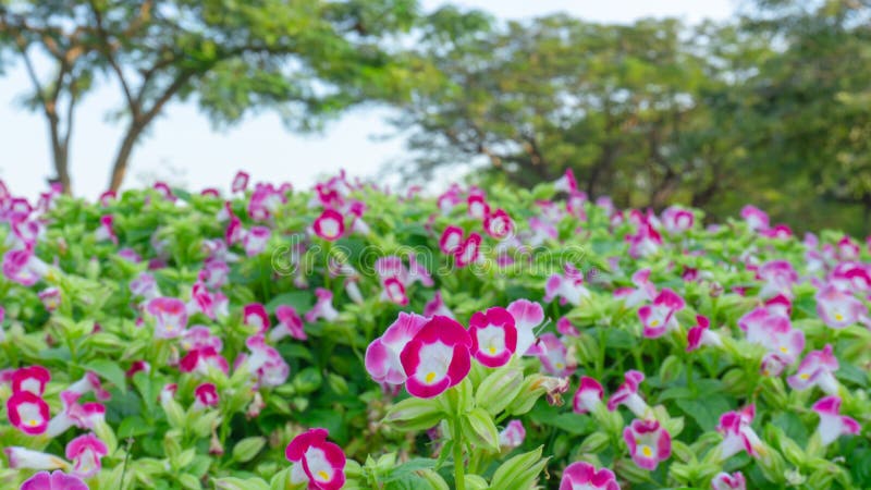 Um campo das pétalas cor-de-rosa prettty da flor do ossinho da sorte que florescem nas folhas verdes sob o céu branco, árvores ve imagens de stock royalty free Um campo das pétalas cor-de-rosa prettty da flor do ossinho da sorte que florescem nas folhas verdes sob o céu branco, árvores ve imagens de stock royalty free