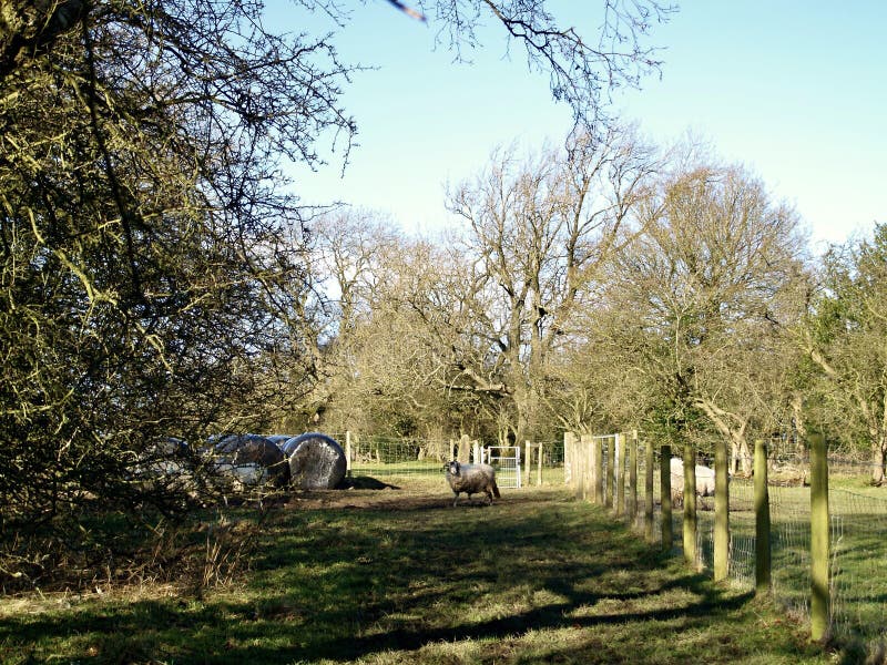 Um campo de passagem de ovinos