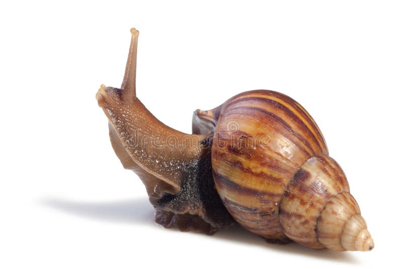 Um caracol de jardim (aspersum do cornu) isolado em um branco imagens de stock Um caracol de jardim (aspersum do cornu) isolado em um branco imagens de stock